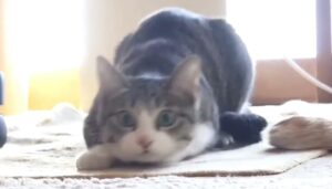 探秘OBS帧率控制：从视觉暂留到代码实现